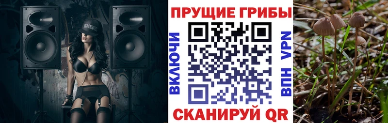 Псилоцибиновые грибы Psilocybine cubensis  Межгорье 